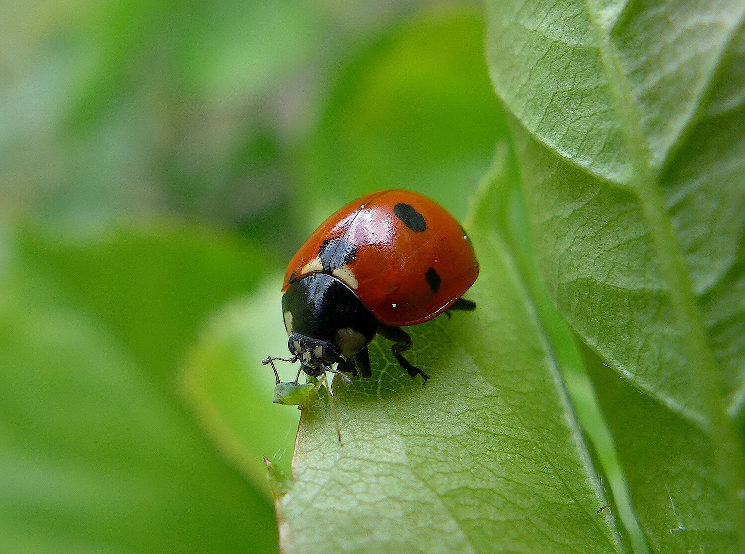 Foto Marienkäfer auf Blatt