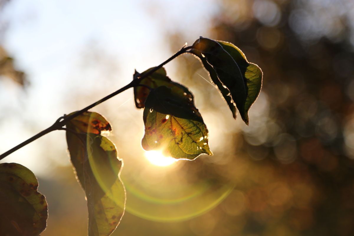 Blatt im Gegenlicht.